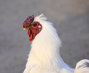 White chicken
