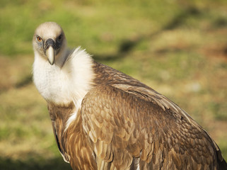 Griffon Vulture