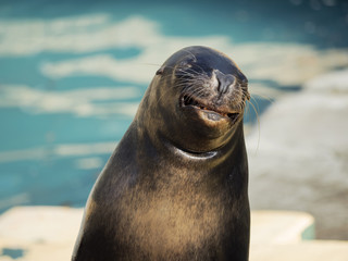 Fototapeta premium Grinning sea lion