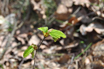 A small young tree in the forest