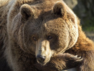 Obraz premium Portrait brown bear