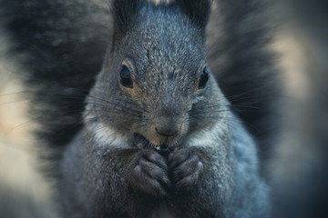 Gray squirrel eats leftovers of winter nut stock