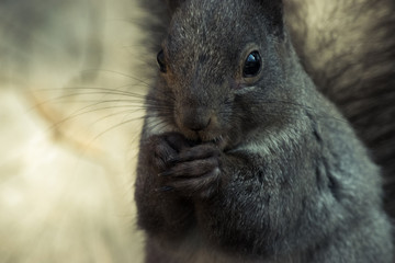 Gray squirrel eats leftovers of winter nut stock