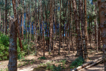 Wide view of pine trees in a dark forest, Ooty, India, 19 Aug 2016