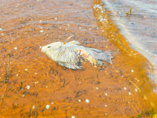 Dead fish in the water represents a bad environment.
