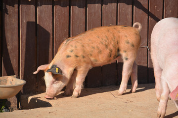 cerdito marrón
