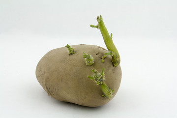 the sprouted potatoes