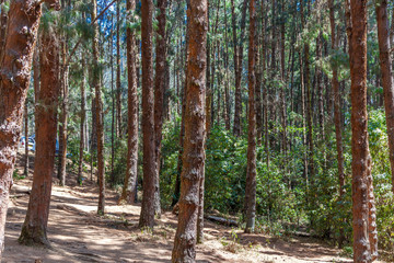 Wide view of pine trees in a dark forest, Ooty, India, 19 Aug 2016