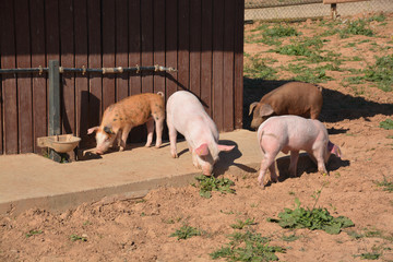 cerdos en una granja