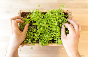 parsley