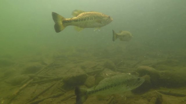 Largemouth Bass Swimming in Lake with Light Rays