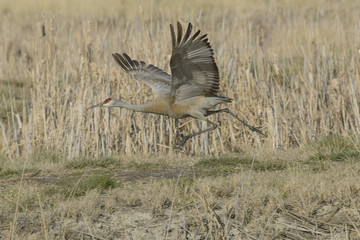 Sandhill Crane taking flight