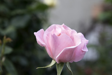 Roses From our Backyard