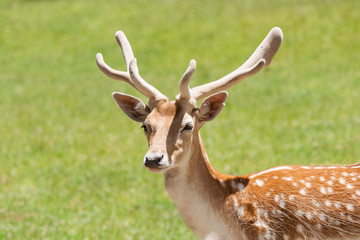 Fallow deer closeup
