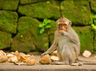Young monkey eating sweet potatoes. Monkey Forest, Ubud, Bali, Indonesia