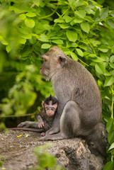 Adult macaque and her baby is outdoors. Mother Monkey and her child. Ubud, Bali, Indonesia.