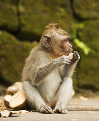 Monkey eating sweet potatoes. Monkey Forest, Ubud, Bali, Indonesia.