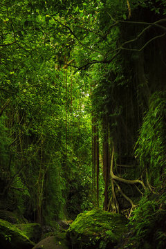 Fototapeta Fantastic tropical mossy forest with amazing tropical plants, vines and stone in the moss. Nature landscape mysterious background. Bali, Indonesia.