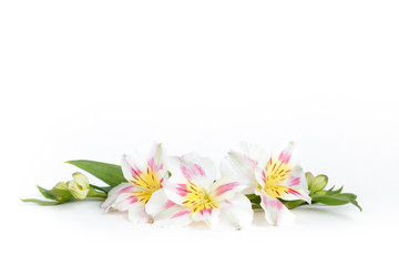Naklejka na ściany i meble Alstroemeria flowers isolated on white background