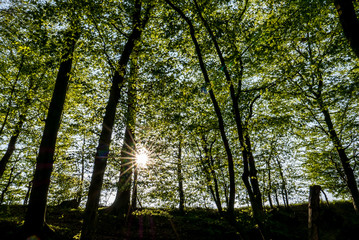 Sonnenstrahlen in den Bäumen