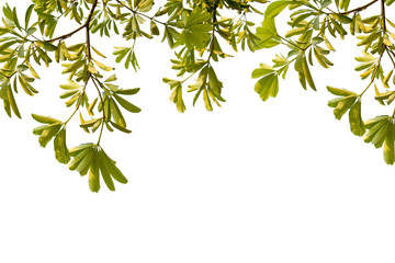 group of green leaf of treetop,isolated on white