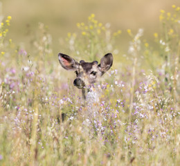 Black-tailed Deer (Odocoileus hemionus) peeking through Spring flowers. Adult Female sighted at...