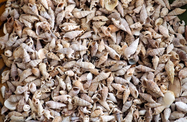 sea shells for use as background