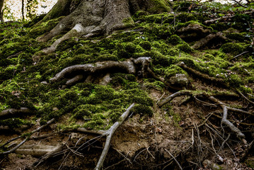 Wald