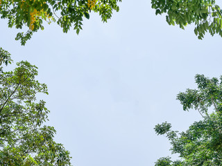 golden shower tree yellow