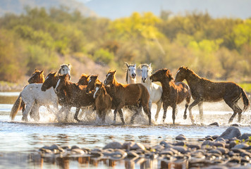 Wild Horses @ Salt River, Arizona