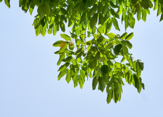 golden shower tree yellow