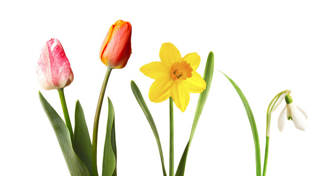 Red and pink tulips, yellow narcissus and snowdrop, isolated on white background