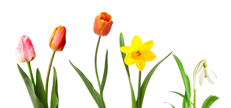 Red tulips, yellow daffodil and snowdrop, isolated on white background