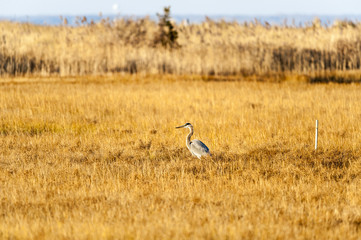 Obraz na płótnie Canvas Great Blue Heron marsh