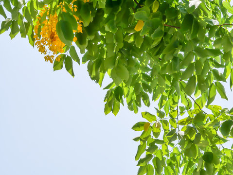 golden shower tree yellow