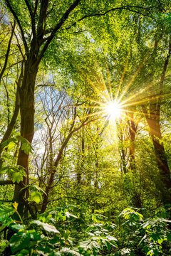 Fototapeta Wald im Frühling bei strahlendem Sonnenschein