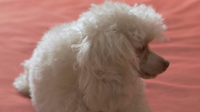 Cute beige poodle lying on the bed. A petite affectionate dog who loves to play and is always happy to host.