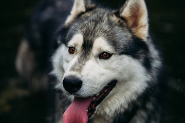 Husky dog running outdoors. Entertainment. River. Young dog sitting on the grass outside. Summer.