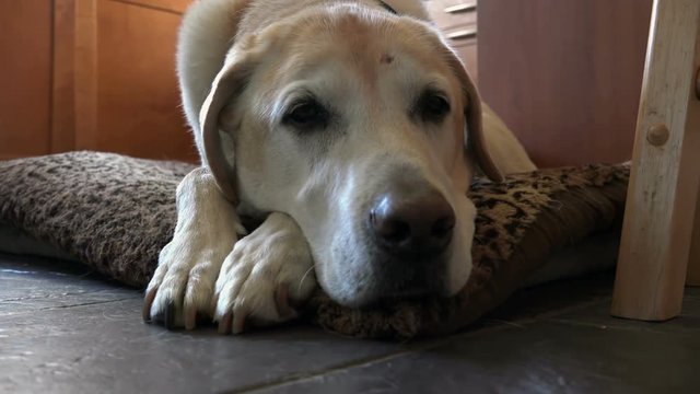 Close up of mature yellow labrador 