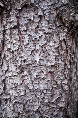 Obraz premium 樹皮