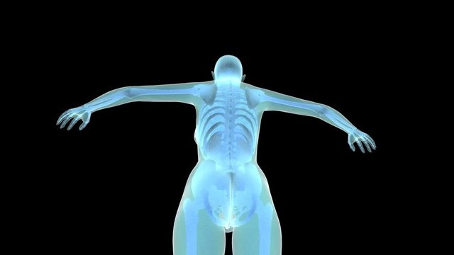 female body with skeleton and organs transparent background