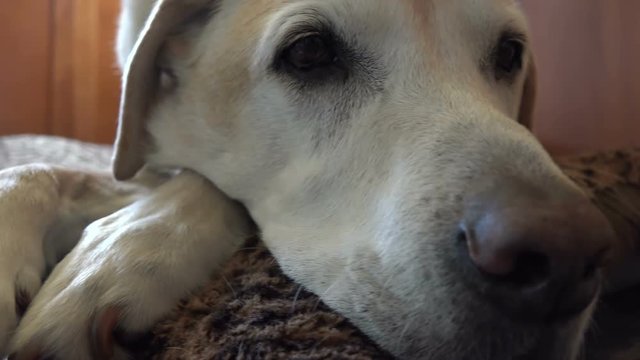 Close up of mature yellow labrador 