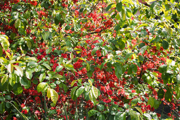 photos of green Bush with red flowers in the rays of the sun