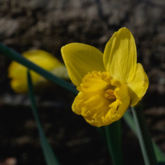 Daffodil