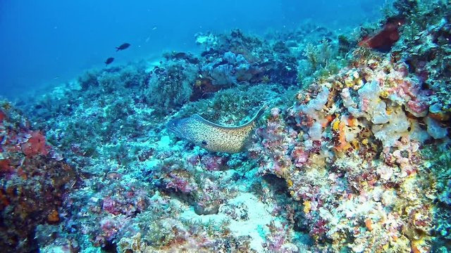 Underwater scene - Moray eel in a colourfull reef 