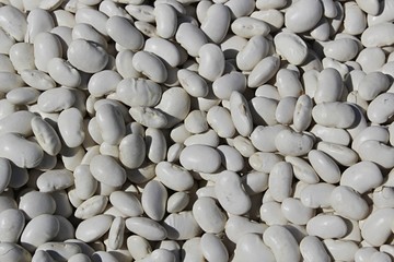 White texture of pile of navy bean Phaseolus Vulgaris, shrub form 