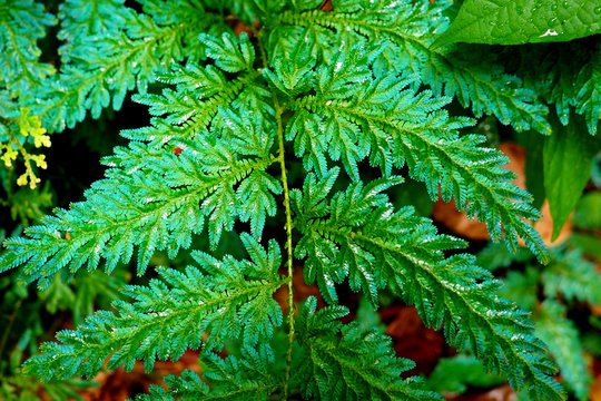 Fototapeta detail of tropical fern leaf