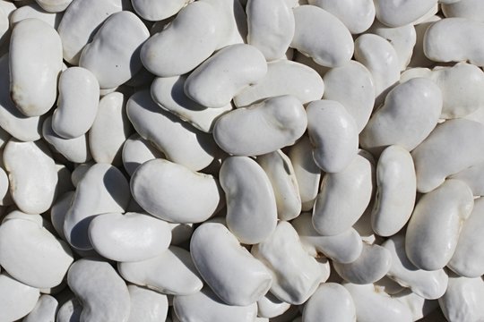 White texture of navy beans Phaseolus Vulgaris, climbing form