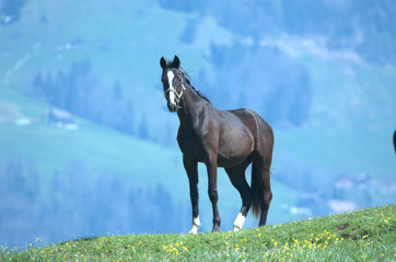 Pferd auf der Weide