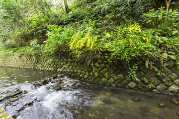 Obraz premium 新緑と小川